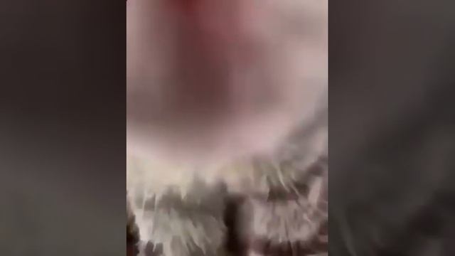 Киска шалунишка?