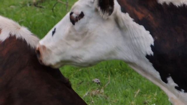 Animal Sounds For Children : Cows Mooing , Cows Video - Звуки животных. Мычание коровы