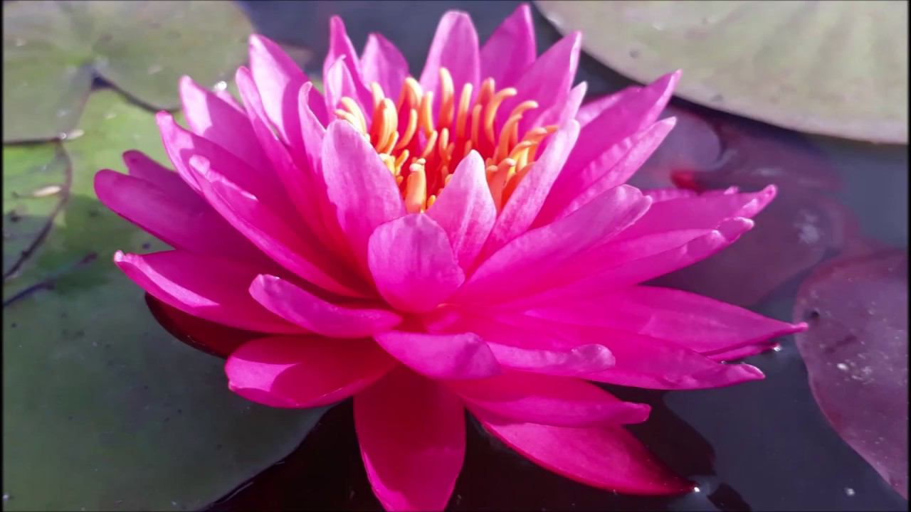 Нимфея Viviparous Pink (Живородящий розовый) кувшинка, waterlily, водные растения, пруд