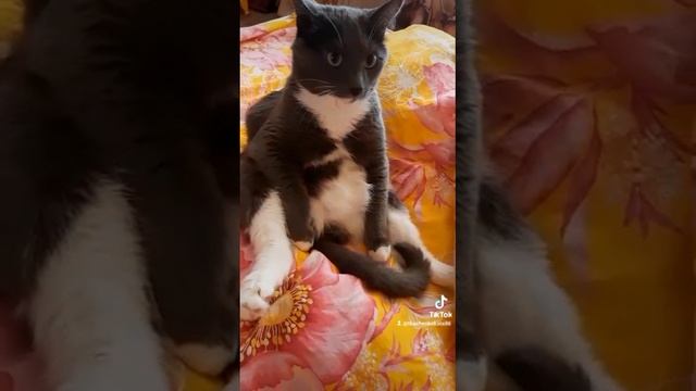 Бакс лентяй