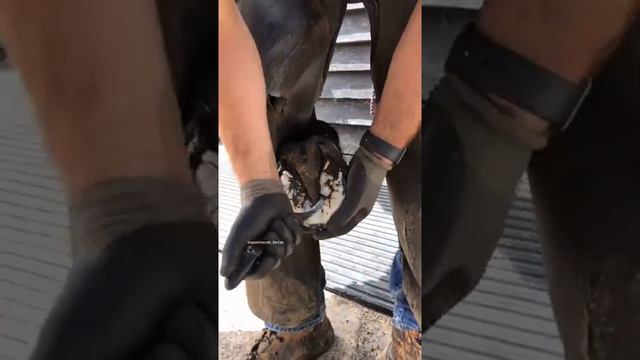 Horse Toenail Care#445