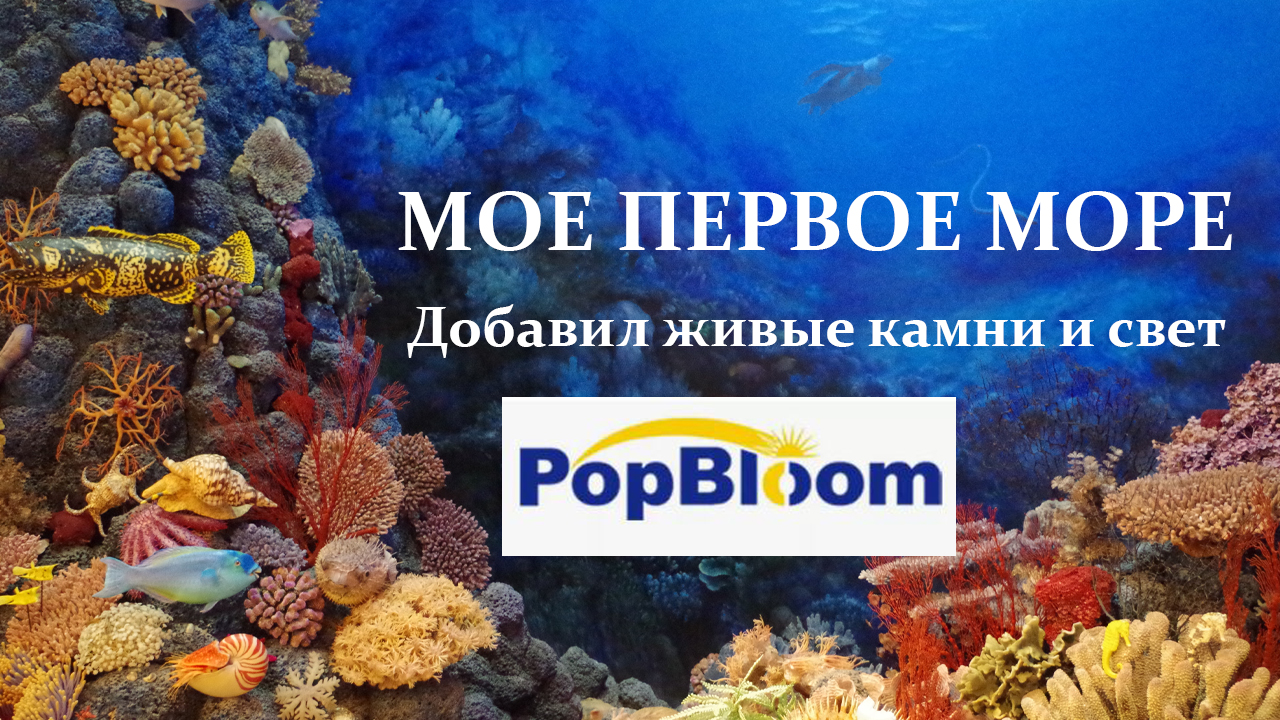 Первые жители в морском аквариуме.