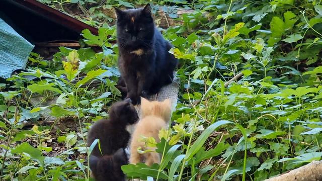 Мать -кошка со своими тремя детьми