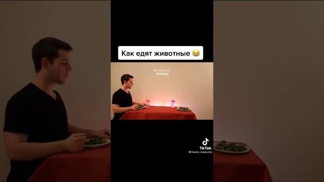как едят животные