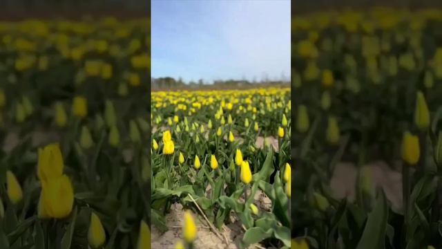 🌷 Поле тюльпанов расцвело в Гвардейском районе Калининградской области