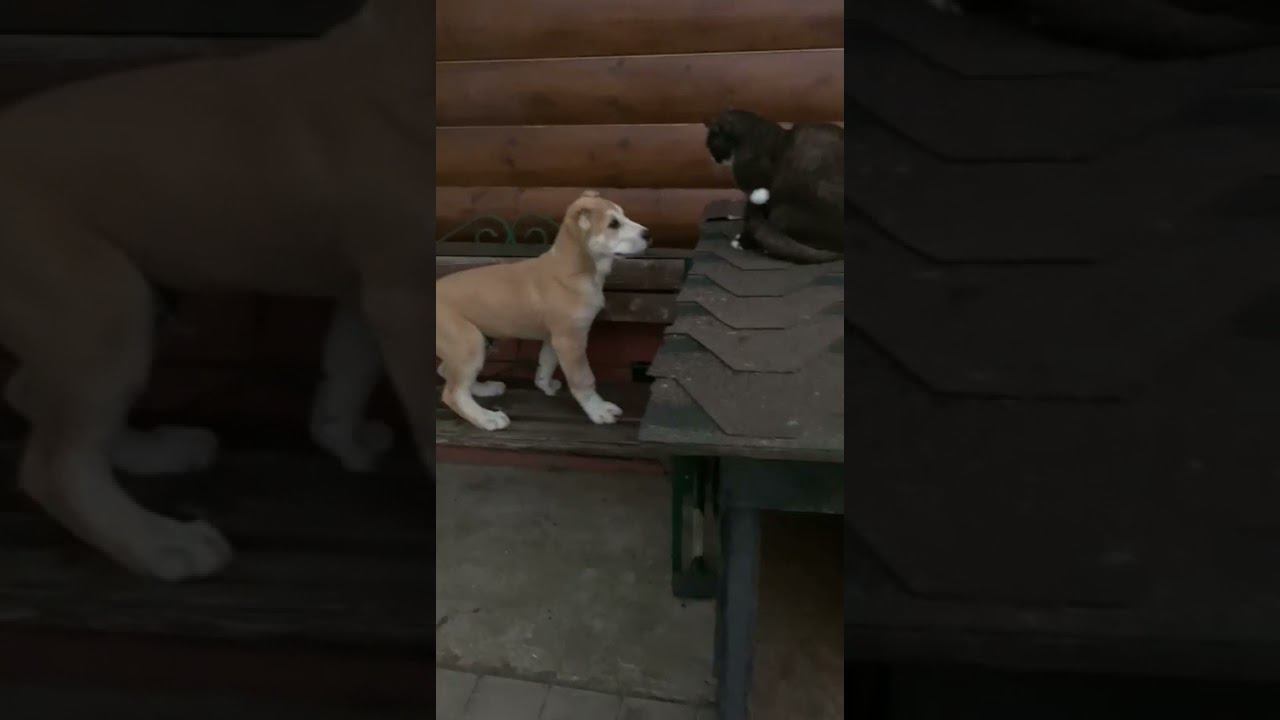 Как кошка с собакой
