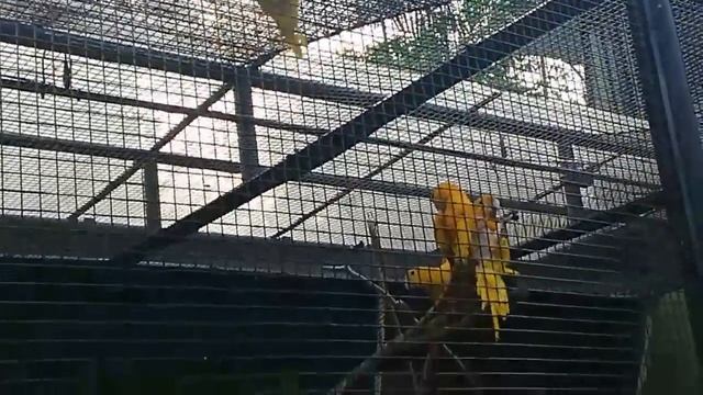 Jurong Bird Park Singapore  Singapore Wildlife Park  Asias Largest Bird Paradise
