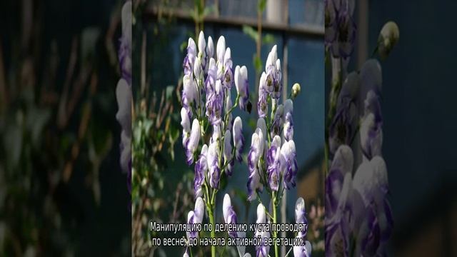 Цветок аконит: описание, как выглядит, где растет, применение