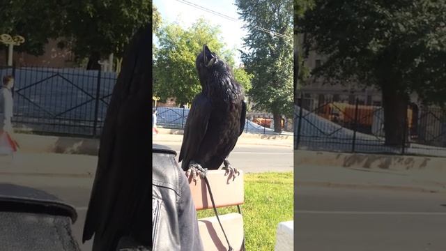 Чёрный ворон Тень принимает солнечные ванны.