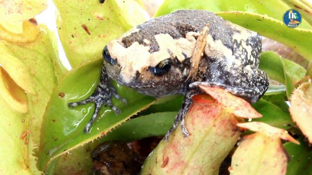 The Fascinating World of Carnivorous Plants