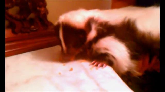 Petunia eatin cake