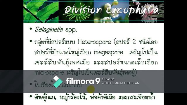 Lycopodium spp / Selaginella spp.