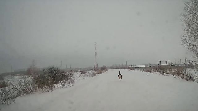 Сибирская Косуля развлекается.
