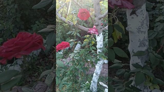 Роза Чёрный чай - роза японской селекции?