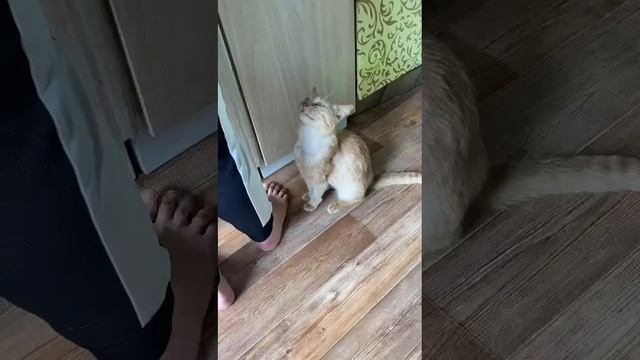 Кот выпрашивает еду