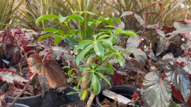 Plant Shopping at Lowe’s | Trending Tropicals Collection by Costa Farms 🪴✨ 2021