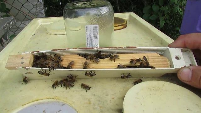 малоформатный улей 5,4 на пасеке - первые двое суток после охлаждения пчел