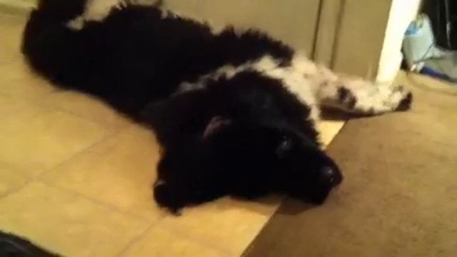 Louie The Landseer Newfoundland Blocking The Door