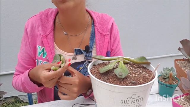 Decapitaciones y corte de varas florales. #decapitaciondesuculentas #propagacion #varasflorales