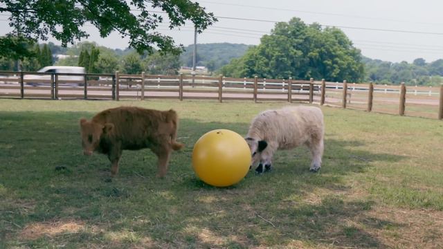 Grooming & Playing with Mini Cows!