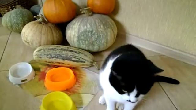 Котик Стёпа поздравляет с Новым Годом. (1).mp4