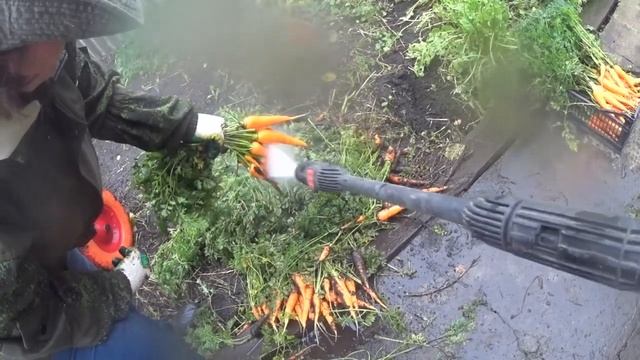 Как быстро и легко помыть тележку моркови