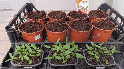 Пикирование перцев спустя 18 дней после посева семян