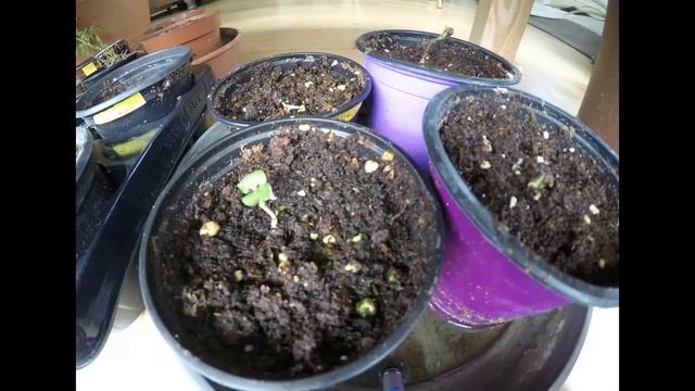 Seed To Tree : Pomegranate (Punica Granatum)