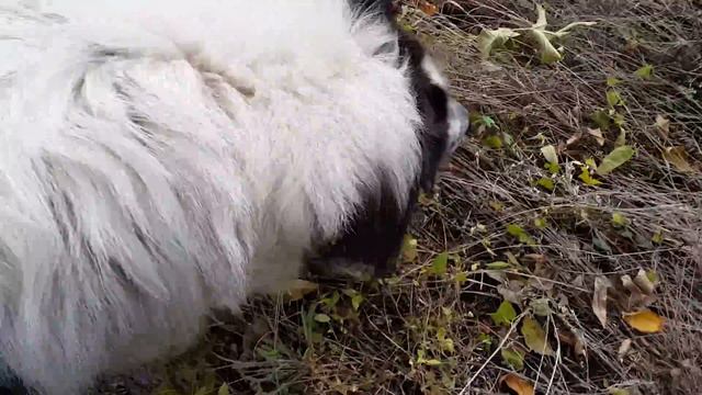 DogVlog. За грибами. 3000 подписчиков  Собака медведяка Московская сторожевая Булат