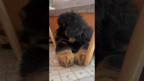 Щенки тибетский мастиф продажа доставка 89111324532