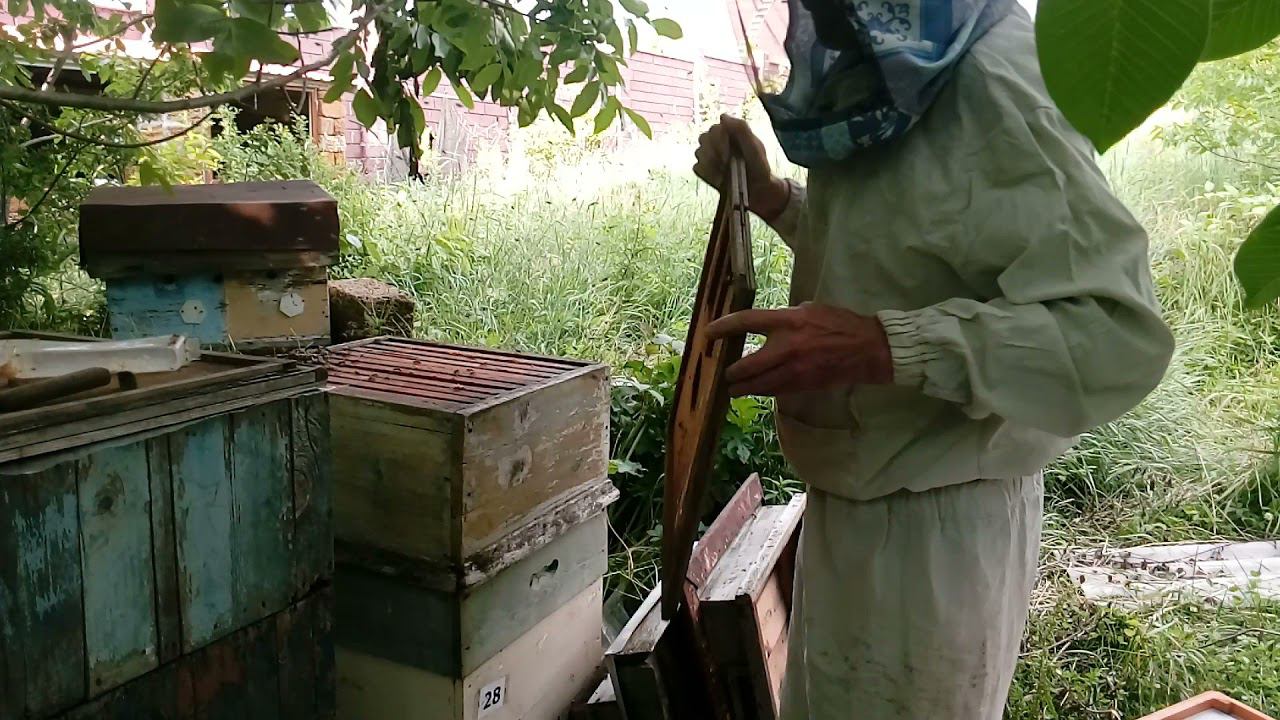 Сегодня на пасеке.19 июня 2021 г. Объединяю семьи к медосбору.