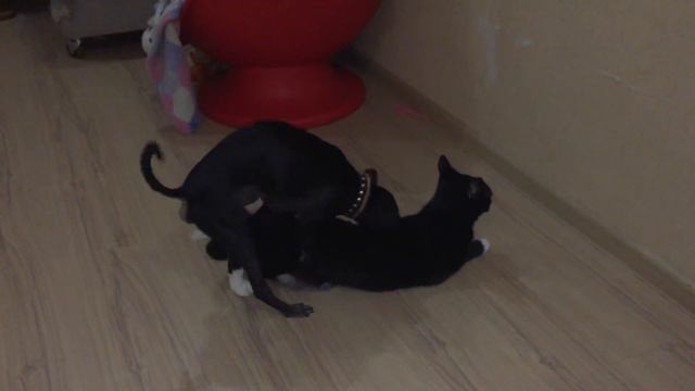 Брачные игры пса и кошки