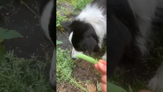 клубничный Бьёрн