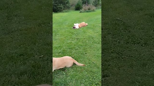 #dog #лабрадор #ретривер #сенбернар