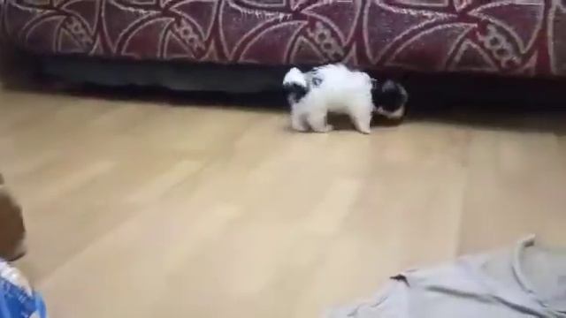 щеночек Бивера Иолант 2 месяца