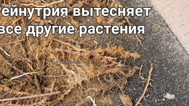 Продолжаю бороться с инвазивным растением. Рейнутрия.