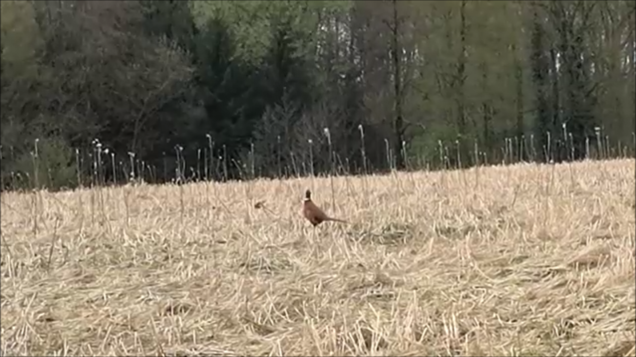 В поле гуляют фазаны…