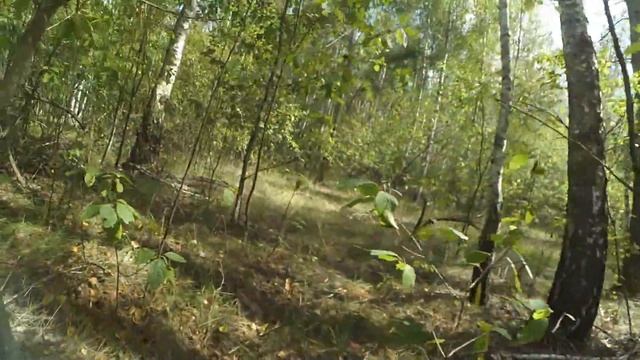 Сбор белых грибов и подберезовиков.Часть2.