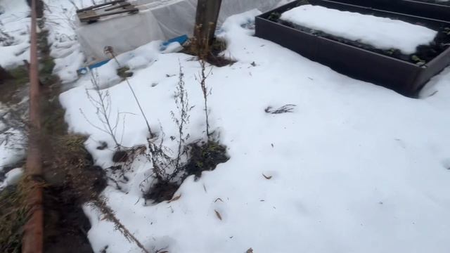 Ранняя весна? Или зима задремала?)