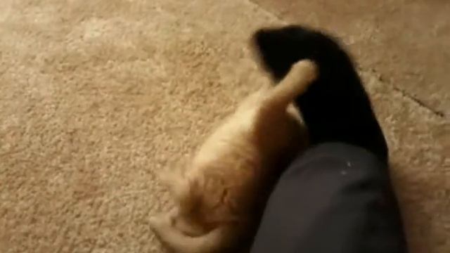 Я узнал что мой кот лошадь