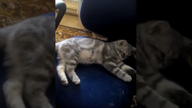 Мой котёночек дрыхнет и спит на стуле Вот это и соня 😽😽