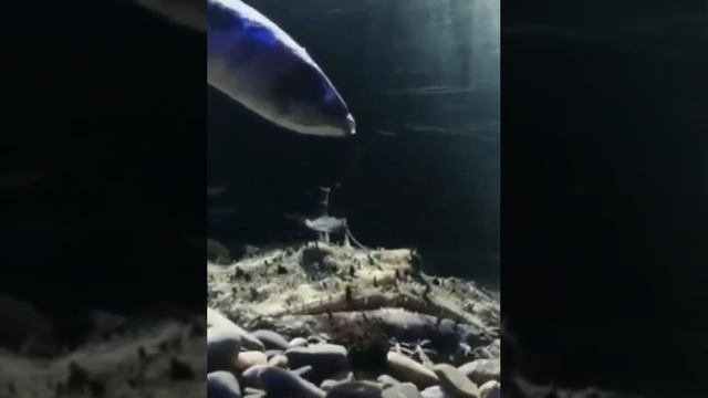 Европейский удильщик