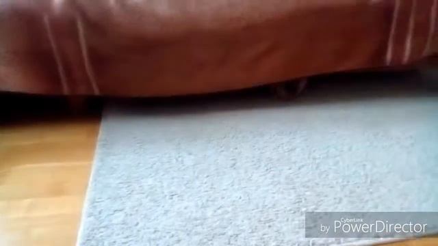 Игривый абиссинский котёнок