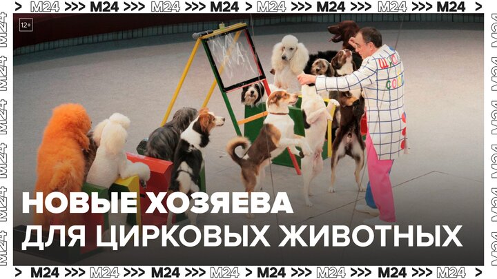 Новых хозяев ищут для цирковых животных в Москве - Москва 24