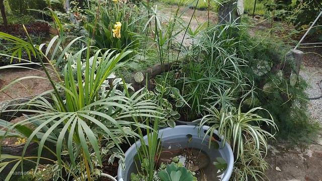 Idea Making A Beautiful Pond With Minimal Facilities To Keep Houseplants Moist / ساخت برکه