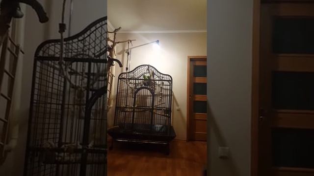 Синелобые Амазоны .Первые пробы пения Шермана