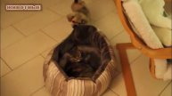 Ускользающая Собака Кровать и Смешные кошки Сборник - [NEW HD]
