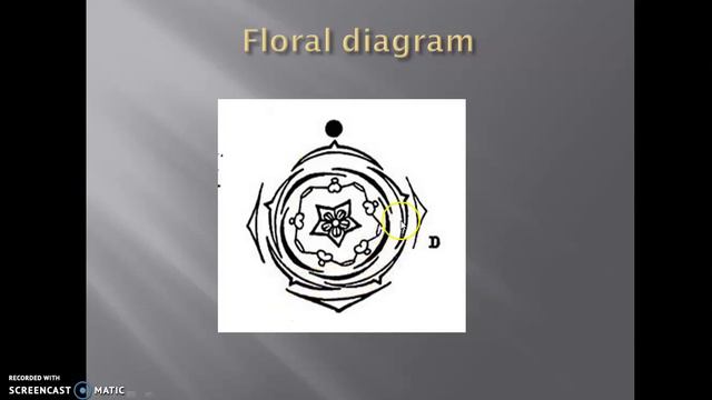 Family Geraniaceae L. Part-II