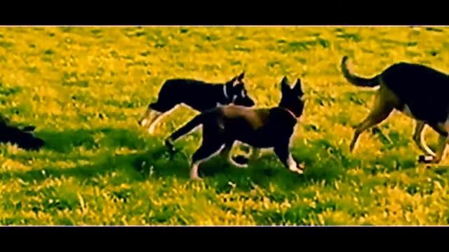 Щенки ВЕО 3 мес.m4v