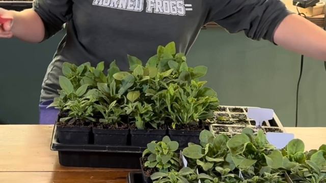 You Sprouted A Seed! Now What? 🌱 || Seedling Care Tips & Maintenance Plus A Seedling Update!